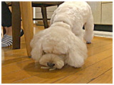 きなこ きょうのわんこ 写真4