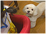 きなこ きょうのわんこ 写真5