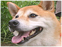 あんこ きょうのわんこ 写真1