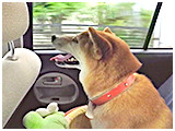 あんこ きょうのわんこ 写真2