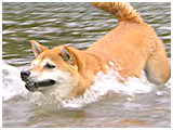 あんこ きょうのわんこ 写真4