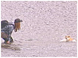 あんこ きょうのわんこ 写真5