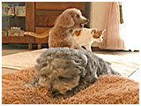 げん きょうのわんこ 写真2