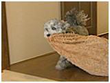 げん きょうのわんこ 写真4