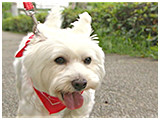 バジル きょうのわんこ 写真5