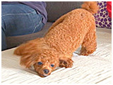 勇 きょうのわんこ 写真4