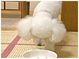 パク きょうのわんこ 写真3