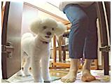 パク きょうのわんこ 写真4