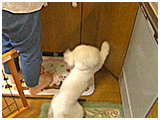 パク きょうのわんこ 写真5
