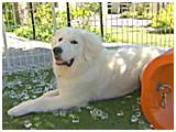 アル きょうのわんこ 写真2