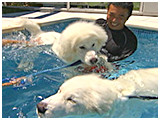 アル きょうのわんこ 写真4