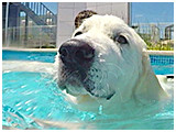 アル きょうのわんこ 写真5