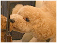 トト きょうのわんこ 写真1