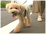 トト きょうのわんこ 写真2