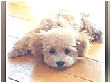 トト きょうのわんこ 写真3