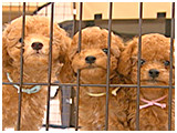 トト きょうのわんこ 写真4