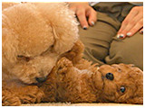 トト きょうのわんこ 写真5