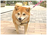 こはく きょうのわんこ 写真2