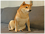 こはく きょうのわんこ 写真3