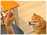 こはく きょうのわんこ 写真4