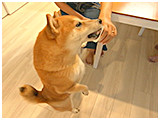 こはく きょうのわんこ 写真5