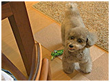 ハナ きょうのわんこ 写真3