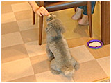 ハナ きょうのわんこ 写真5