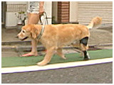 あすか きょうのわんこ 写真5