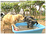 エル・サラ きょうのわんこ 写真5