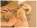 もこ きょうのわんこ 写真4