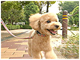 もこ きょうのわんこ 写真5
