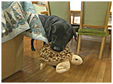 アンリ きょうのわんこ 写真4