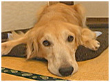 モモ きょうのわんこ 写真2
