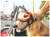 モモ きょうのわんこ 写真4