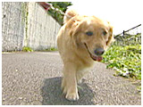 ココ きょうのわんこ 写真2