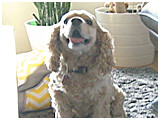 バロン きょうのわんこ 写真3