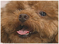 ちゅら きょうのわんこ 写真1