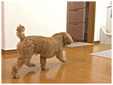 ちゅら きょうのわんこ 写真3