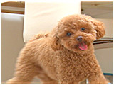 ちゅら きょうのわんこ 写真4