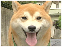 太郎 きょうのわんこ 写真1