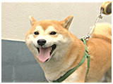 太郎 きょうのわんこ 写真2