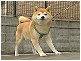 太郎 きょうのわんこ 写真4