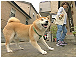 太郎 きょうのわんこ 写真5