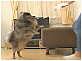 ポン助 きょうのわんこ 写真3
