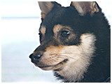 オリバー きょうのわんこ 写真3