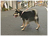 オリバー きょうのわんこ 写真4