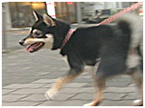 オリバー きょうのわんこ 写真5