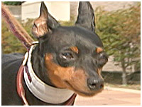 Ritter きょうのわんこ 写真1