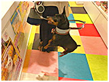Ritter きょうのわんこ 写真3