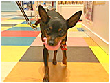 Ritter きょうのわんこ 写真4